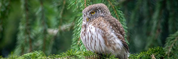 Gałązki, Sowa, Świerk, Sóweczka zwyczajna