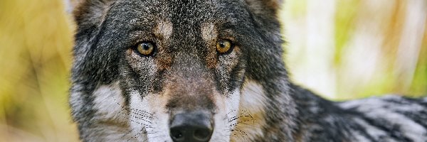 Wilk, Spojrzenie, Głowa, Szary