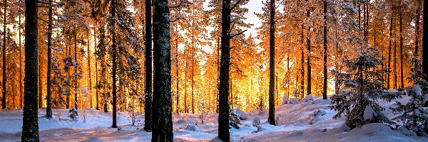 Światło, Ośnieżone, Drzewa, Słoneczne, Las, Zima