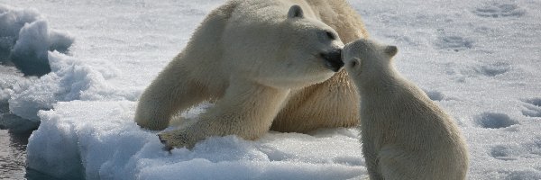 Całus, Polarne, Misie