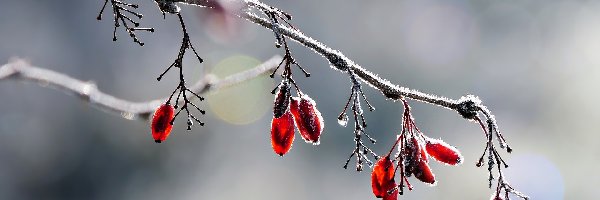 Berberys, Gałązka, Oszroniona