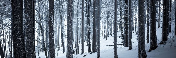 Las, Śnieg, Zima, Pnie, Drzewa