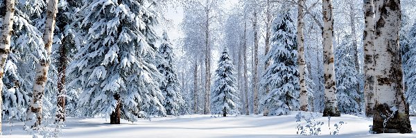 Świerki, Drzewa, Brzozy, Grafika AI, Las, Zima