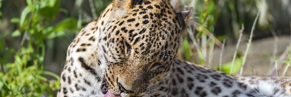 Język, Lampart, Leżący