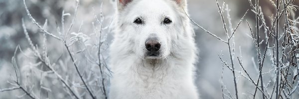 Biały owczarek szwajcarski, Gałązki, Oszronione, Pies