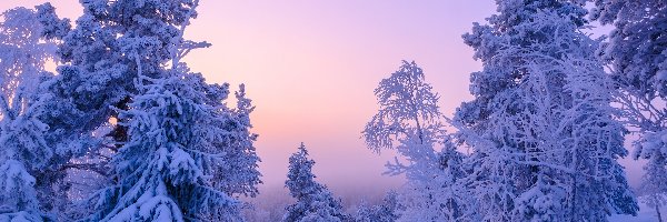 Ośnieżone, Krzewy, Gałęzie, Zaspy, Drzewa, Zima