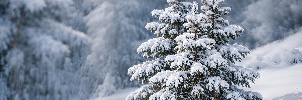 Drzewa, Grafika, Oszronione, Zima