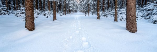 Śnieg, Las, Iglasty, Ślady, Drzewa, Zima