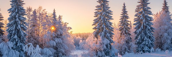 Zima, Ośnieżone, Drzewa, Zachód Słońca, Las