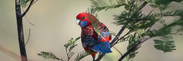 Gałęzie, Rozella królewska, Papuga