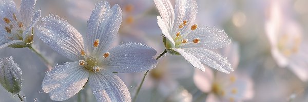 Szron, Grafika AI, Kwiaty, Rogownica polna