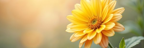 Żółty, Kwiat, Rozkwitnięty