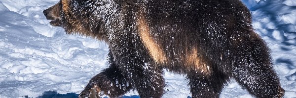 Śnieg, Niedźwiedź brunatny