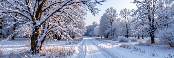 Trawa, Śnieg, Ośnieżone, Droga, Zima, Krzewy, Drzewa