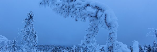 Zima, Zaśnieżone, Las, Zaspy, Drzewa