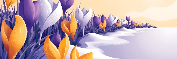 Zima, Krokusy, Kwiaty, Grafika, Śnieg