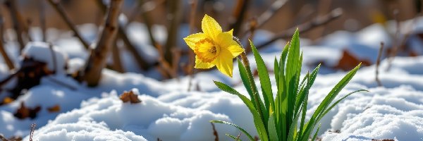 Żółty, Zielone, Narcyz żonkil, Śnieg, Listki