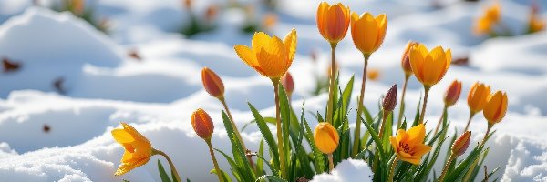 Śnieg, Kwiaty, Żółte, Zima