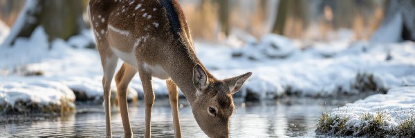 Sarna, Zima, Woda, Grafika AI, Las