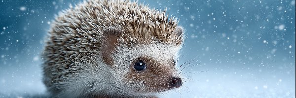 Grafika AI, Śnieg, Jeż