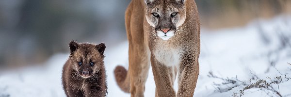 Puma, Zima, Niedźwiadek, Grafika AI, Śnieg