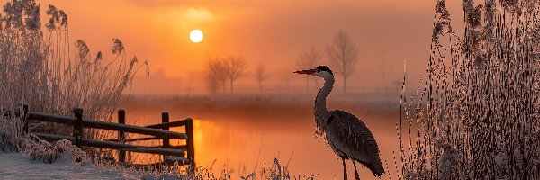 Grafika AI, Szuwary, Trzciny, Jezioro, Czapla, Zachód słońca, Zima
