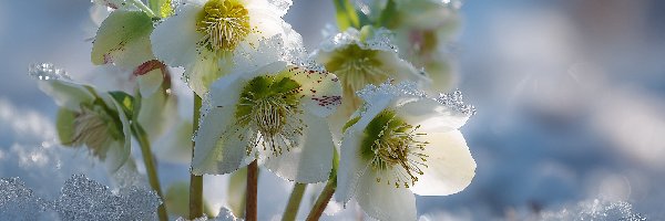 Kwiaty, Grafika AI, Śnieg, Ciemierniki