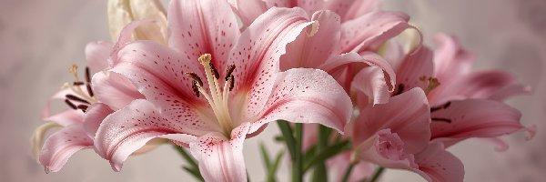 Lilie, AI, Zbliżenie, Różowe