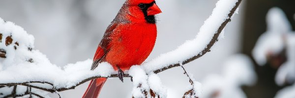 Zima, Kardynał szkarłatny, Ptak, Gałązka, Ośnieżona