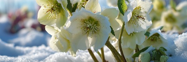 Żółte, Śnieg, Ciemierniki, Grafika AI, Zima