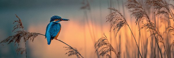 Grafika AI, Trawy, Zimorodek