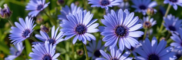 Stokrotki afrykańskie, Kwiaty, Niebieskie