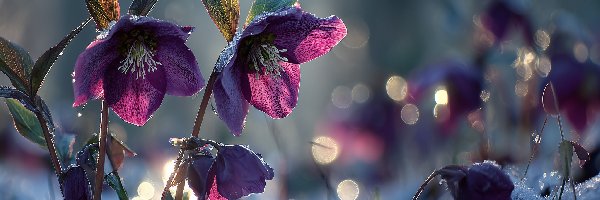 Ciemierniki, Grafika AI, Śnieg, Bordowe