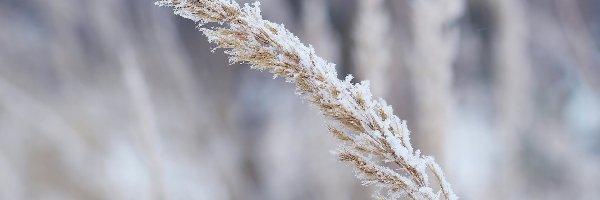 Źdźbło, Oszronione, Trawa