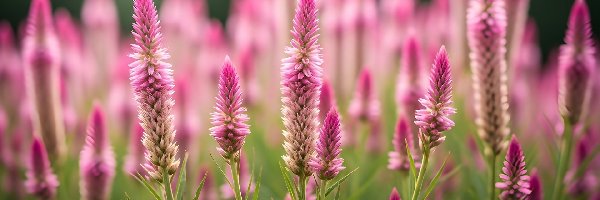 Celozja srebrzysta, Kwiaty, Różowe