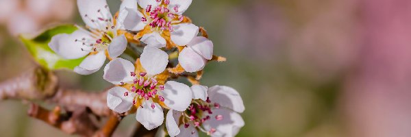 Białe, Kwiaty, Rozwinięte, Drzewo owocowe, Gałązka