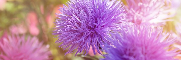 Astry chińskie, Jasnofioletowe