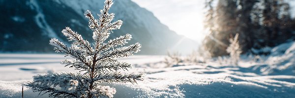 Zima, Śnieg, Słońce, Grafika AI, Gałązka, Iglasta