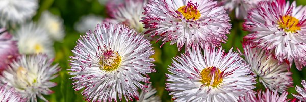 Stokrotki, Biało-różowe