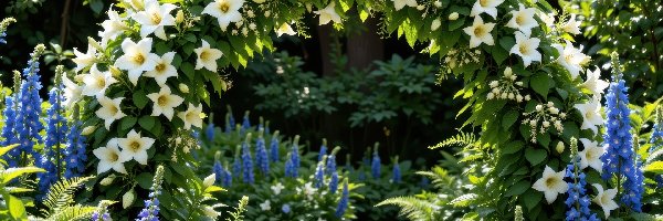 Rośliny, Kwiatowy, Łuk, Biały, Ogród, Kwiaty, Niebieskie