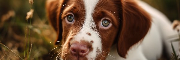 Pies, Biało-brązowy, Leżący