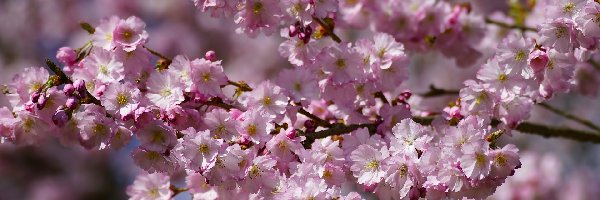 Drzewo owocowe, Wiśnia japońska, Gałązka