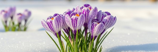 Grafika AI, Śnieg, Krokusy