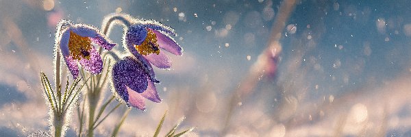 Sasanki, Grafika AI, Śnieg, Trzy