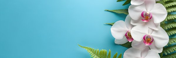 Niebieskie, Liście, Paproci, Tło, Storczyki, Białe