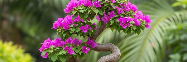Purpurowe, Donica, Kwiaty, Drzewko bonsai