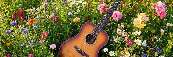 Łąka, Kwiaty, Gitara