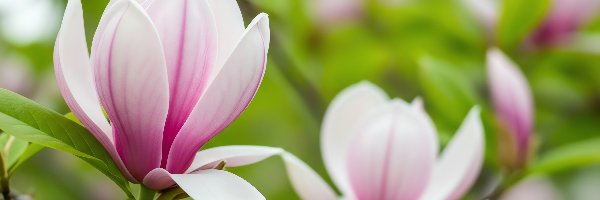 Biało-różowe, Liście, Magnolia, Kwiaty