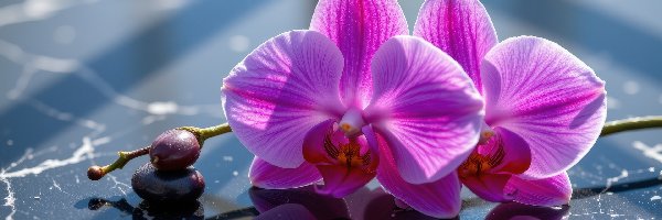 Kwiaty, Fioletowe, Storczyki, Marmurowe, Tło