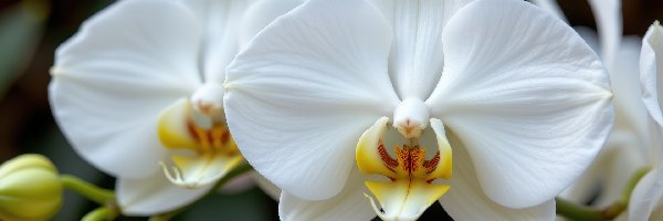 Białe, Grafika AI, Kwiaty, Storczyk